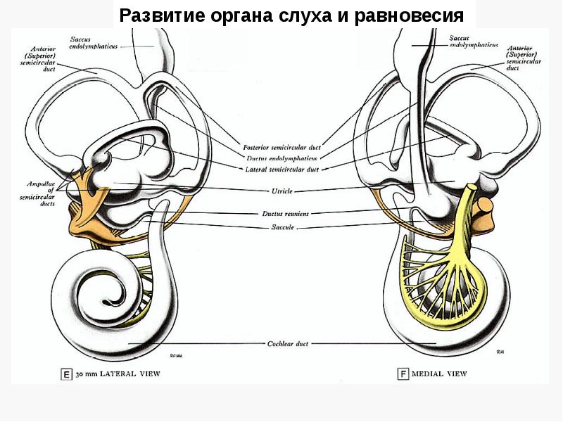 Органы равновесия и вкуса. Развитие органа равновесия гистология. Орган слуха и равновесия. Развитие органа слуха и равновесия. Развитие органа слуха.