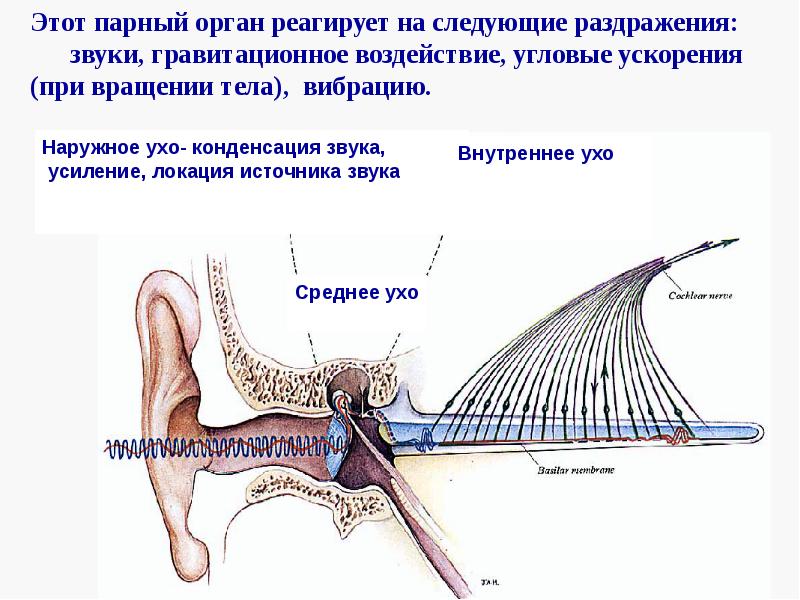 Рецепторный орган слуха. Орган слуха строение гистология. Гистофизиология органа слуха. Орган слуха и равновесия. Орган слуха и равновесия гистология.