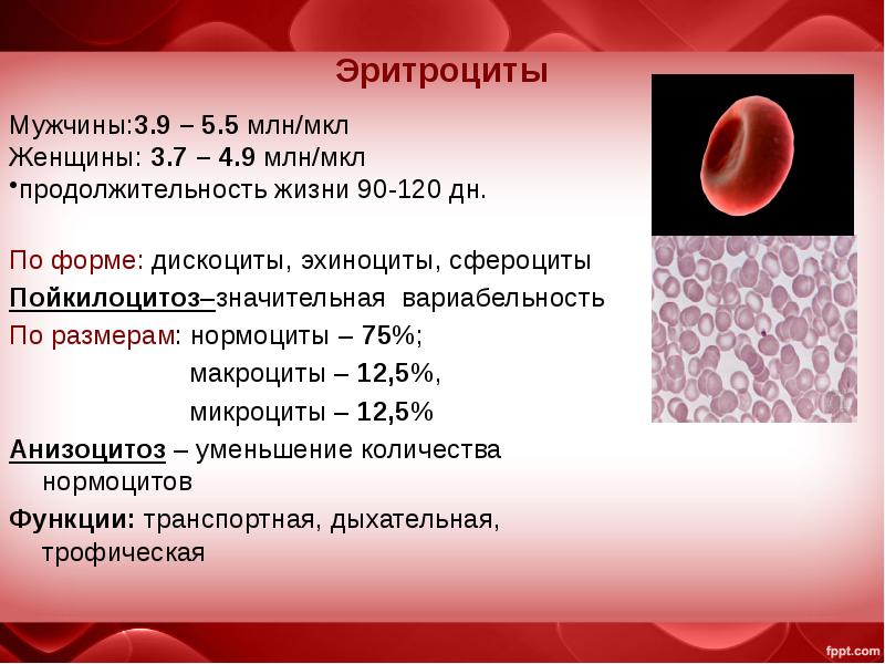 Эритроциты у мужчин. Эритроциты 4.18. Эритроциты в крови 4,2. Нормальный эритроцит. Место образования эритроцитов в крови.