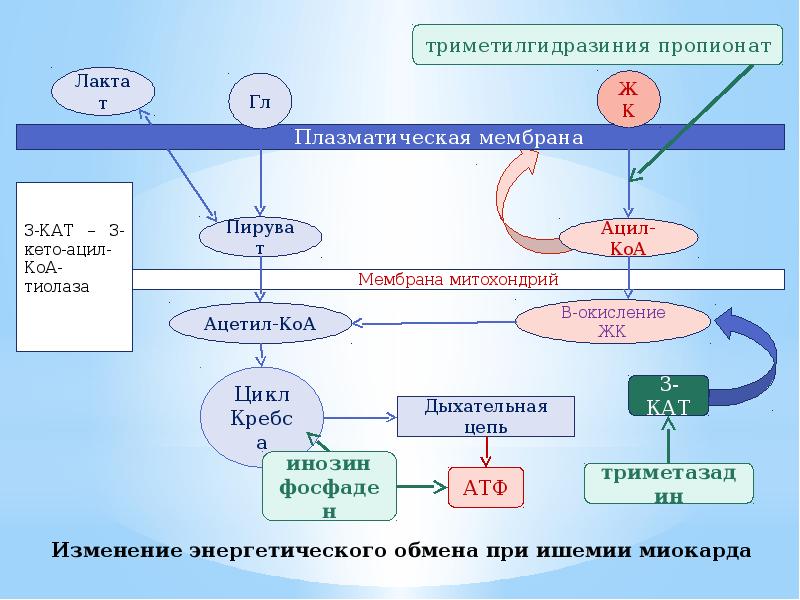 Изменение энергетического обмена при ишемии миокарда Изменение энергетического обмена при ишемии миокарда