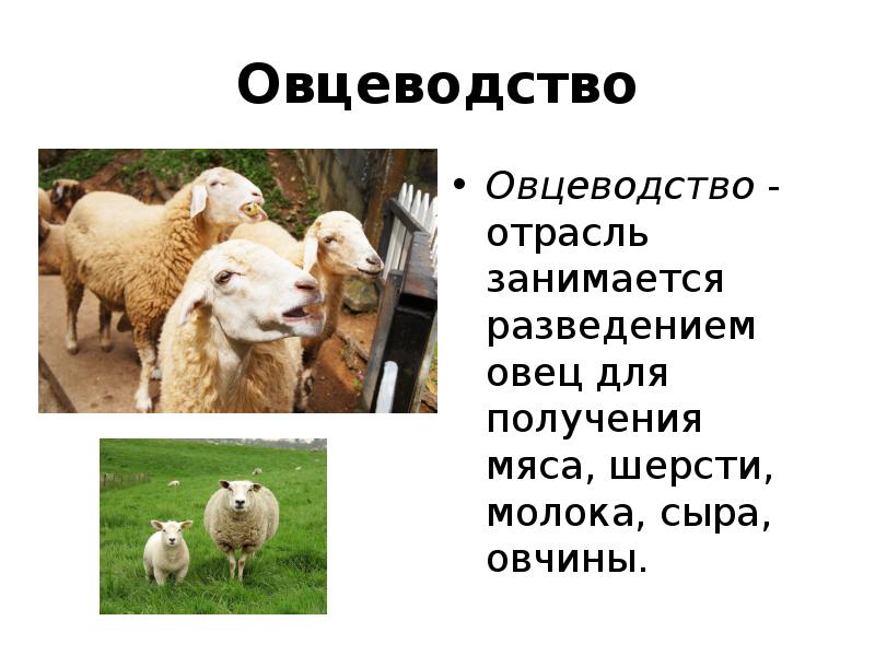 Схема технологии производства продукции овцеводства