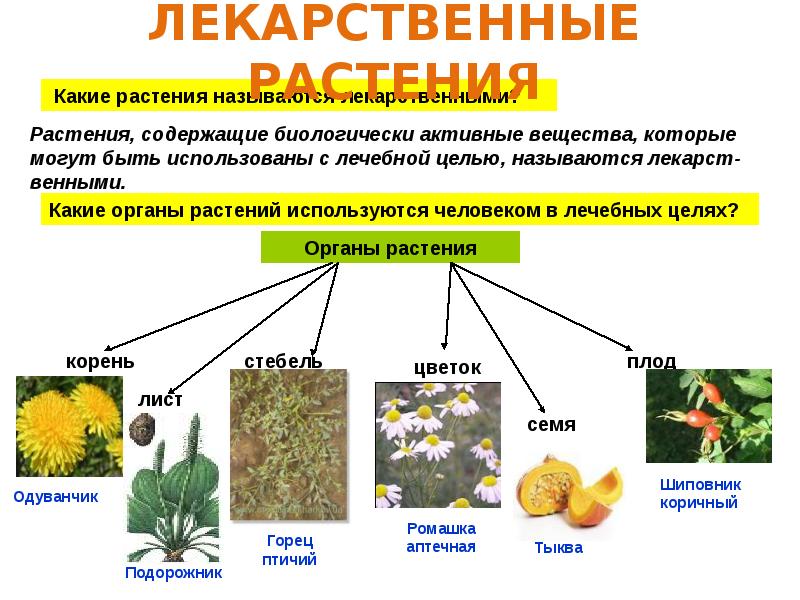 Основные группы лекарственных растений