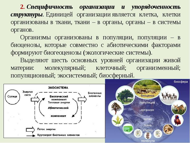 Организация единица. Упорядоченность структуры. Структура биосферы на термодинамическом уровне. Организационная структура биосферы. Основные структурные единицы биосферы.