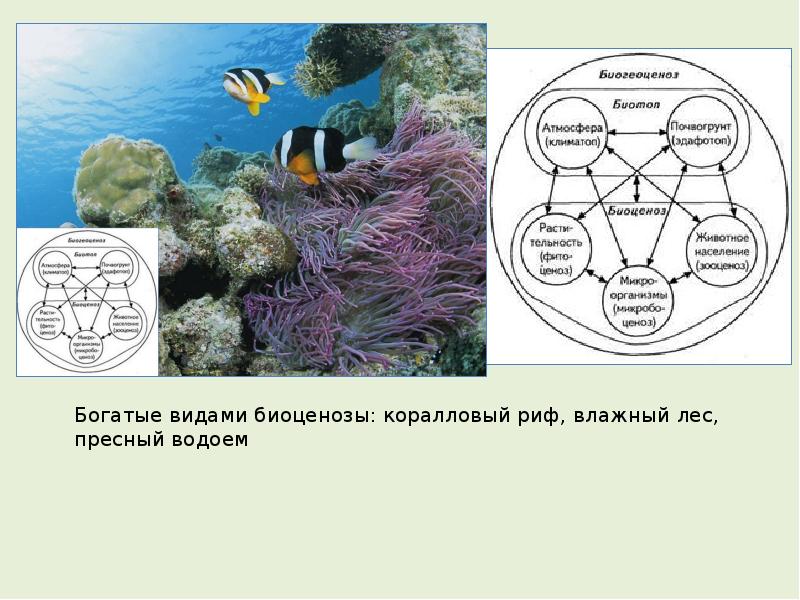 Среди животных богаче видовой состав. Биоценоз кораллового рифа. Биоценоз пресного водоема. Видовая структура биоценоза. Цепь питания в коралловых рифах.