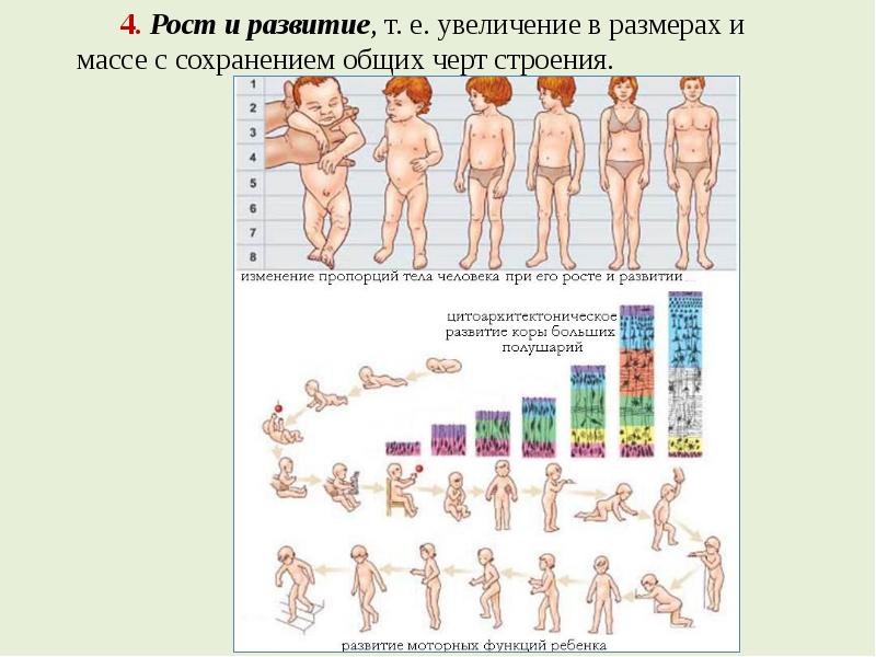 Т развитие. Доклад по теме рост и развитие человека.