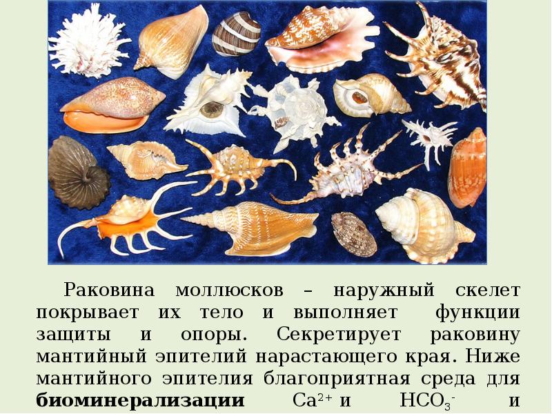 Защита моллюска. Наружный скелет моллюсков. Наружный скелет раковины моллюсков. У моллюсков есть наружный скелет. Внутренний скелет раковины моллюсков.