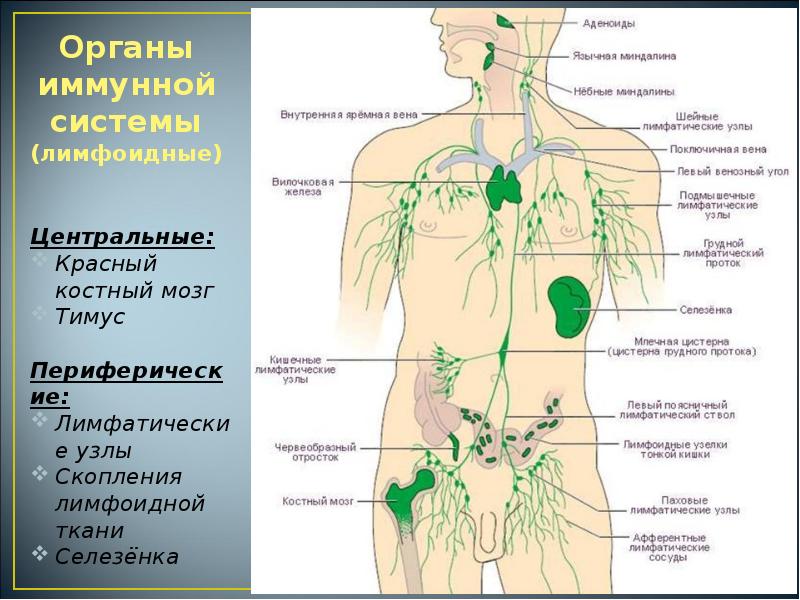 Иммунная система презентация анатомия