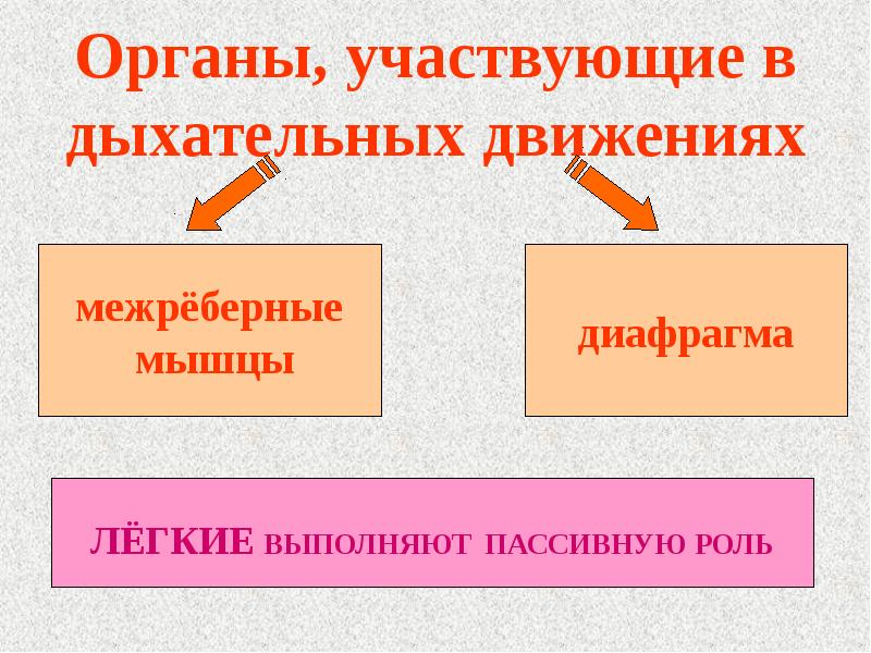 Биология презентация 8 класс дыхание