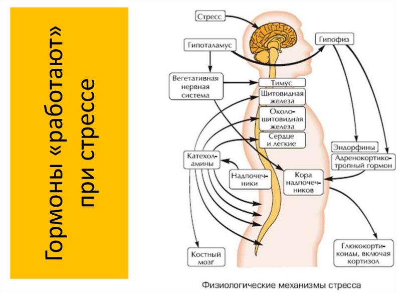 Стресс физиология презентация