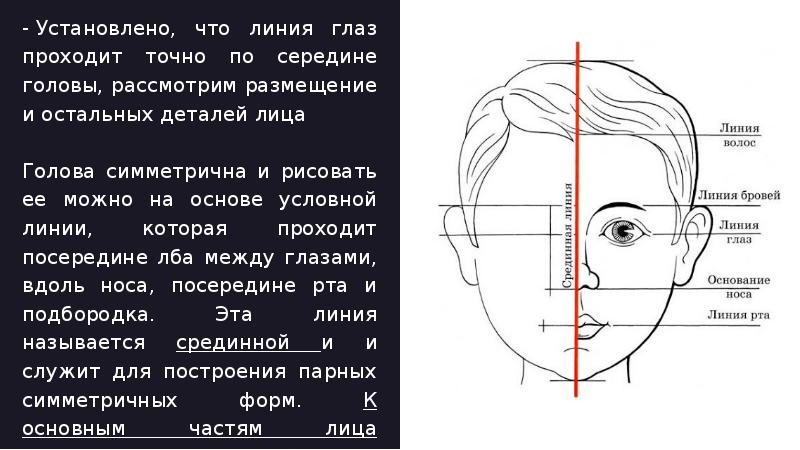 Эстетические пропорции лица презентация