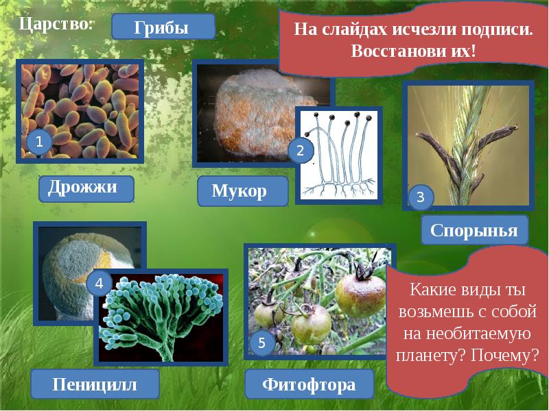 Презентация к уроку биологии 5 класс мхи