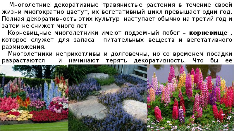 Многолетние декоративные травянистые растения в течение своей жизни ...