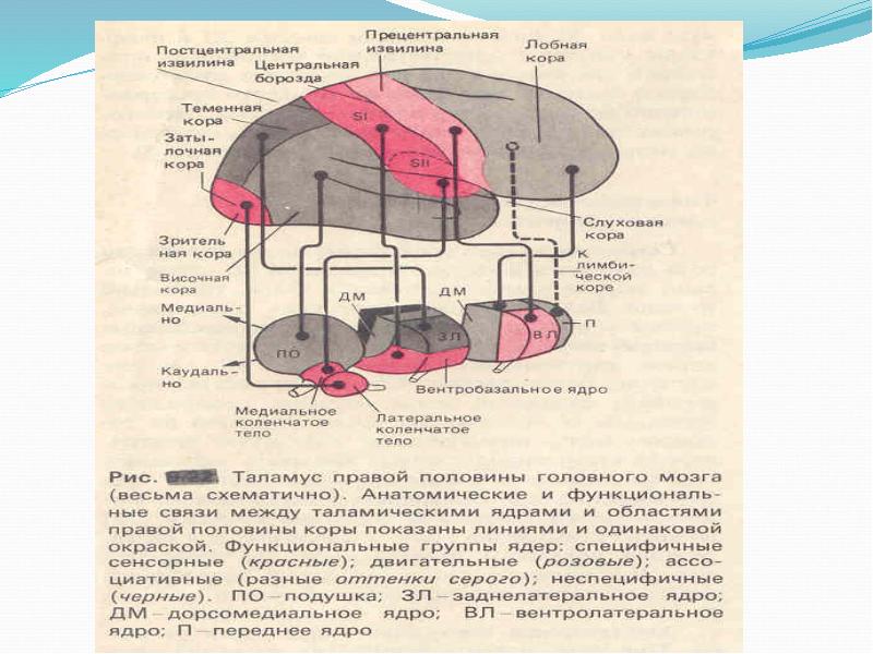 Физиология анализаторов физиология презентация