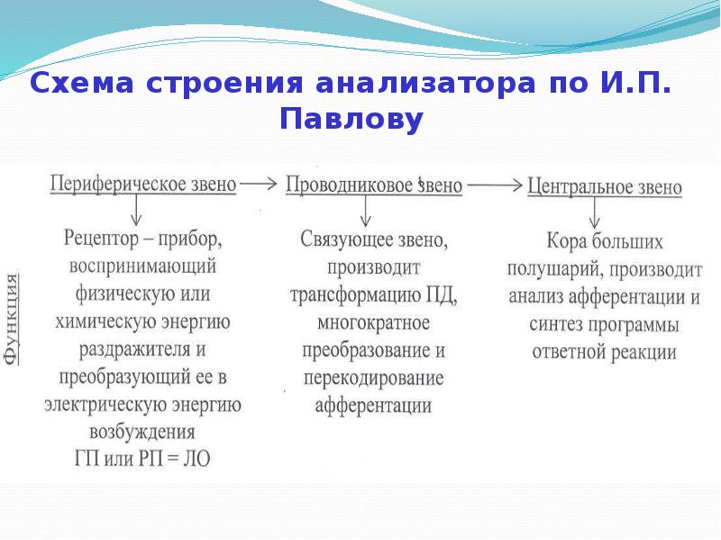 Физиология анализаторов. Классификация анализаторов по Павлову. Строение анализатора по Павлову. Центральный отдел анализатора физиология. Схема строения и функций анализаторов.