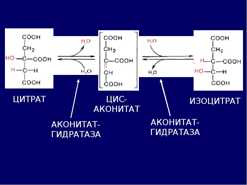 Катаболизм аминокислот биохимия презентация