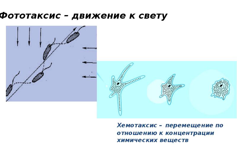 Хемотаксис инфузории туфельки