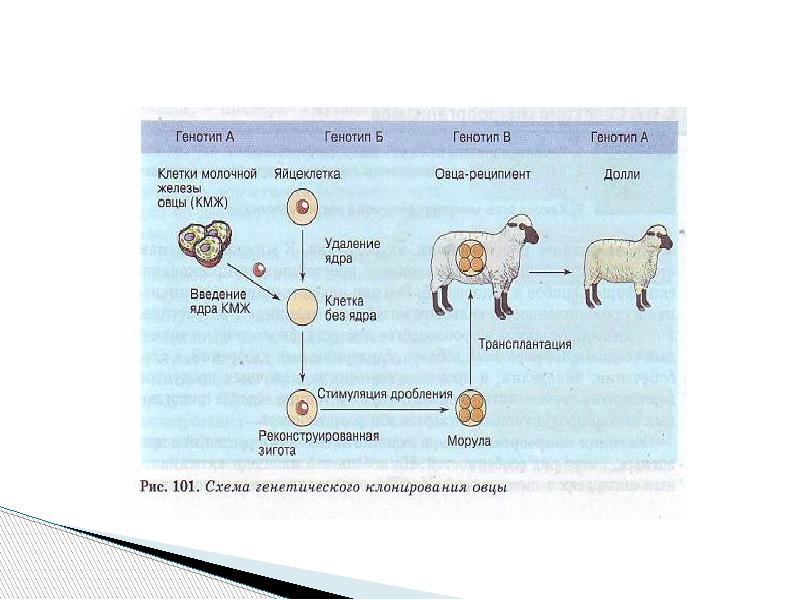 Клеточное состояние организмов. Химерные организмы. Трансгенные организмы презентация. Создание химерных организмов. Схема выведения трансгенных коз.