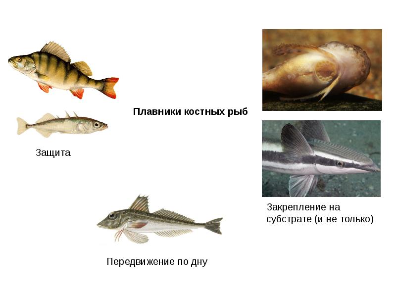 Костные рыбы презентация 7 класс биология