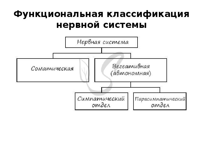 Схема классификации нервной системы