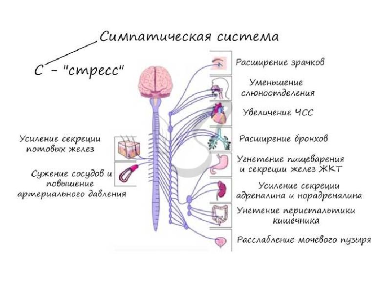 На рисунке изображен глаз человека какой отдел вегетативной нервной системы