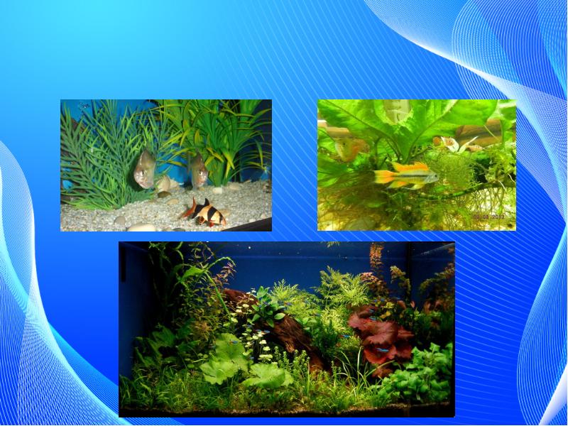 Санитар среди аквариумных рыбок 5. Рыбки в аквариуме среди водорослей. Аквариум для презентации. Тема урока рыбки. Картинки на тему аквариум среди цветов.