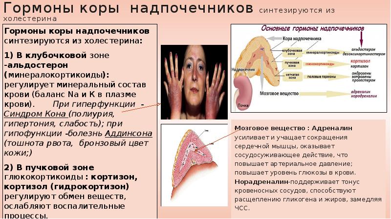 В коре надпочечников синтезируется