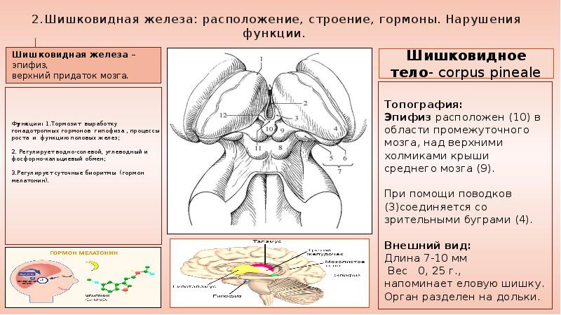 Шишковидная железа гормоны и функции