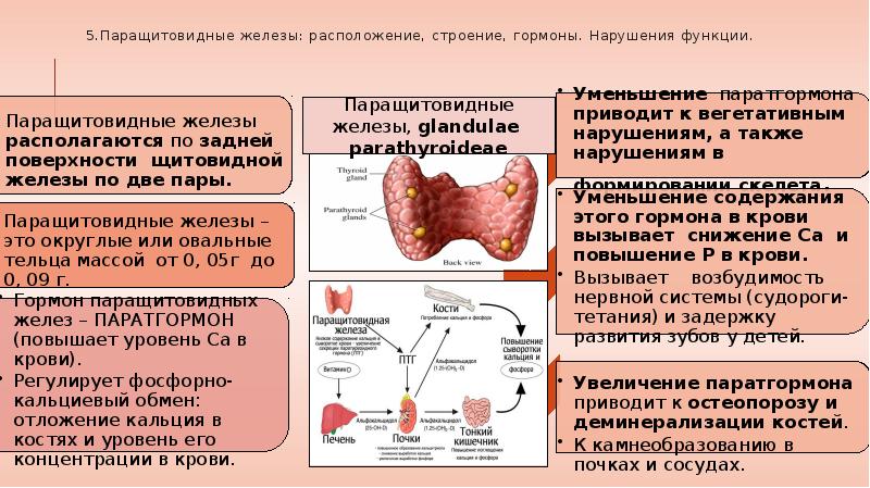 Заболевания паращитовидных желез презентация