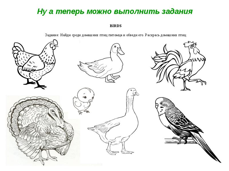 Презентация домашние птицы 2 класс