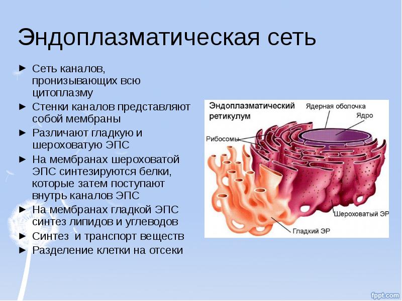 Синтез белка шероховатая эпс. Гладкий и шероховатый эндоплазматический ретикулум. Шероховатая эндоплазматическая сеть строение. Шероховатая ЭПС представлена каналами. Шероховатая оболочка.