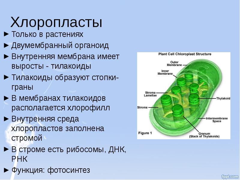 Хлоропласты имеют мембраны. Хлоропласты строение и функции. Внутренняя мембрана хлоропласта. Хлоропласты внутреннее мемьоана.