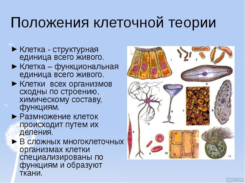 Клетка структурная единица организма