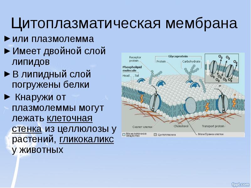 Плазмолемма строение и функции