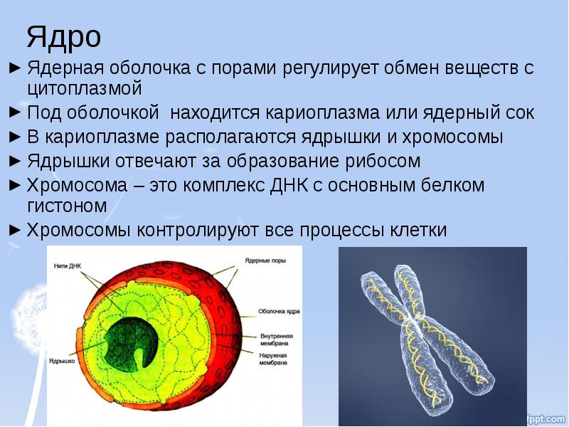 В ядре клетки находятся