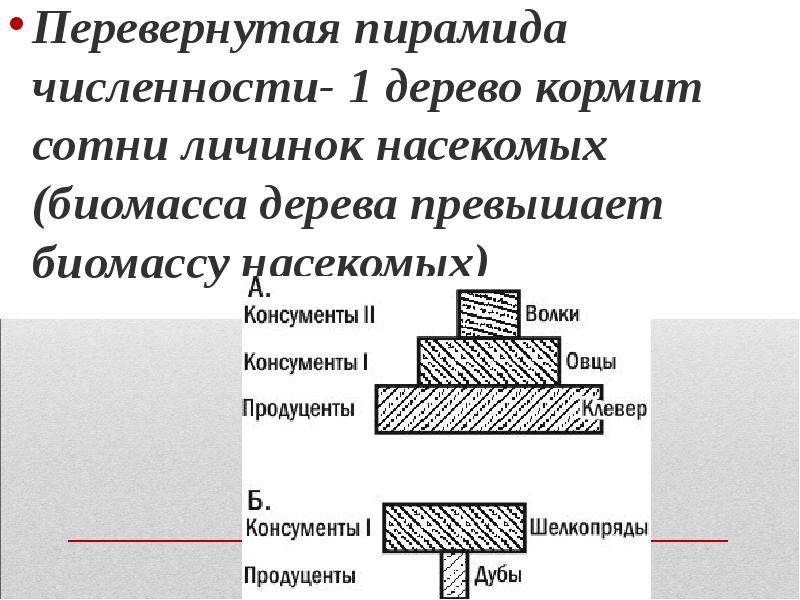 Пирамида численности