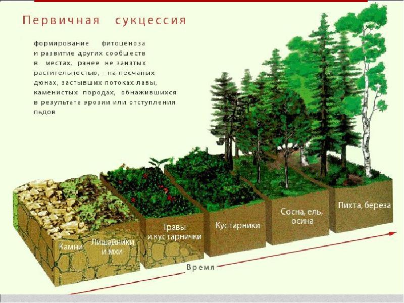 Презентация смена биогеоценозов