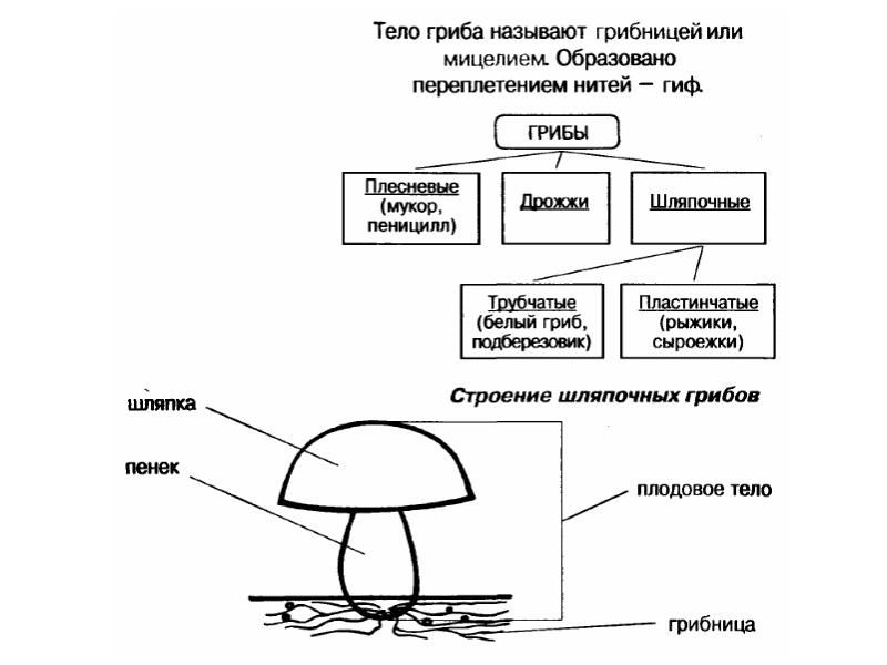 Строение шляпочного гриба рисунок