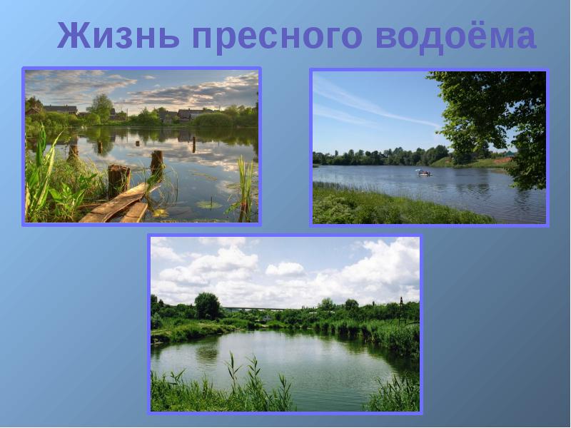 Жизнь в пресных водах 4 класс окружающий. Жизнь пресного водоема. Жизнь в пресных водоемах 4 класс. Жизнь в пресной воде. Пресные водоёмы 4 класс.