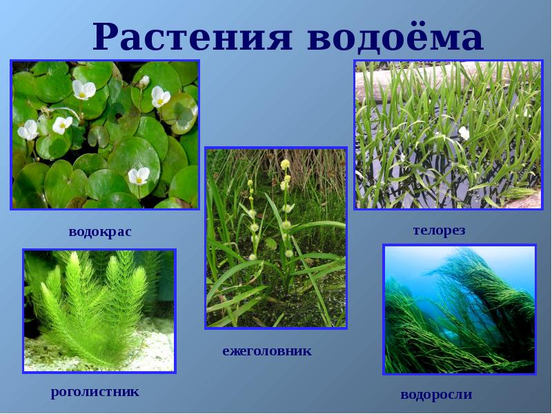 Водные сообщества преобладающие виды растений. Растения пресноводных водоемов. Растения живущие в водоемах. Растения пресных вод. Растительный мир водоемов.