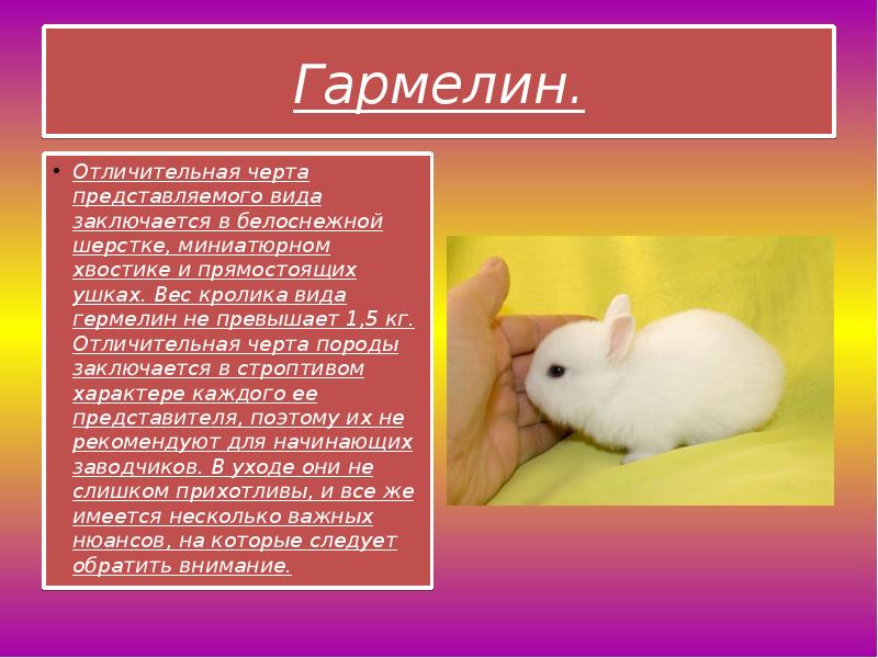 Весы кролик какие. Кролики презентация для детей. Теория о кроликов презентация. Кролики шаблон для презентации.