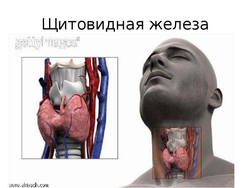 Где расположена щитовидка у человека фото