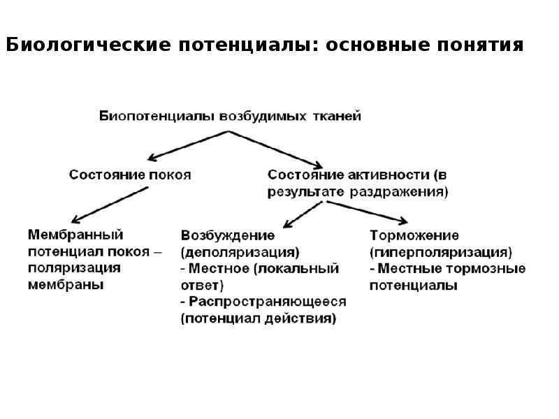 Виды потенциалов. Биологический потенциал. Виды биологических потенциалов. Биологический потенциал воспроизводства — это. Биологический потенциал здоровья.