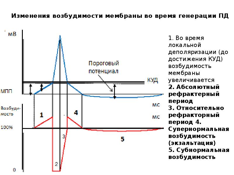 Уровни возбудимости. Фазы потенциала действия и фазы изменения возбудимости. Фазовые изменения возбудимости. График изменения возбудимости. Соотношение потенциала действия и возбудимости.