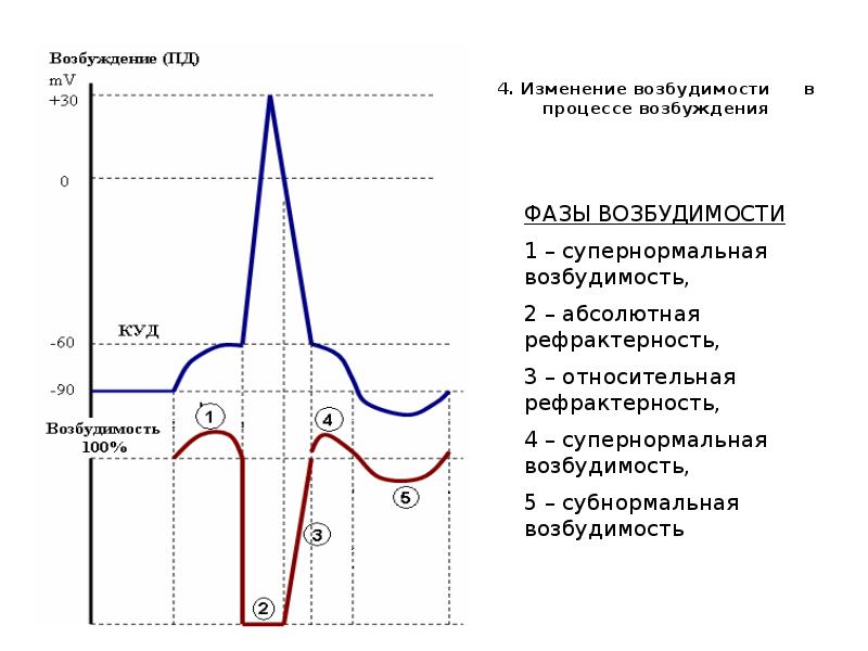 Синдром рефлекторной возбудимости