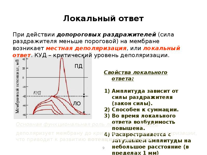 Локальный закон. График локального ответа физиология. Фазы локального ответа. Свойства локального ответа. Локальный ответ.