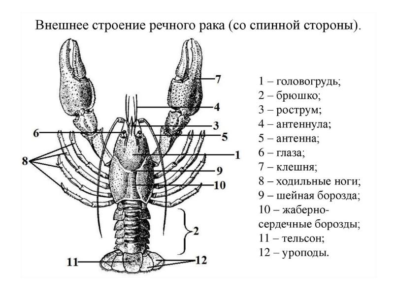 Картинка ракообразные биология 7 класс