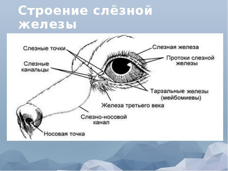 Слезные железы у собак. Строение слезной железы глаза человека. Схема строения слезной системы.