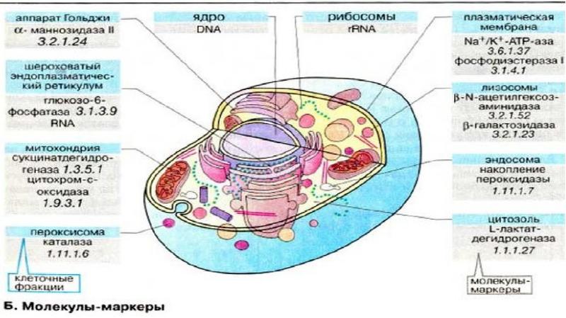 Фракционирование клеточных структур презентация