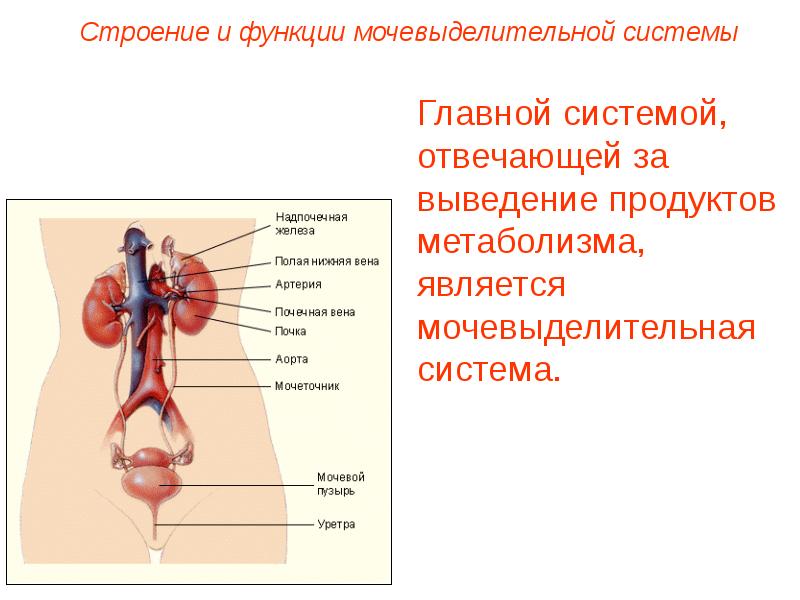 Мочевыделительная система презентация 8 класс биология