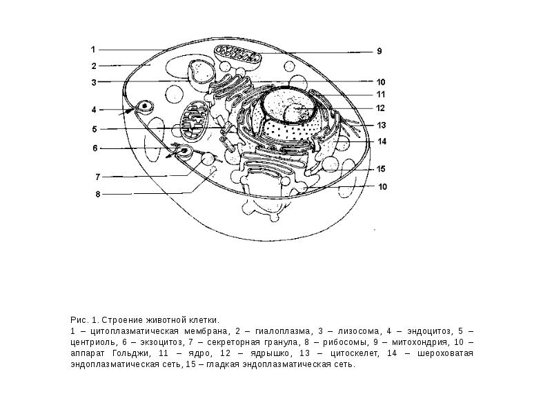 Строение животной клетки картинка